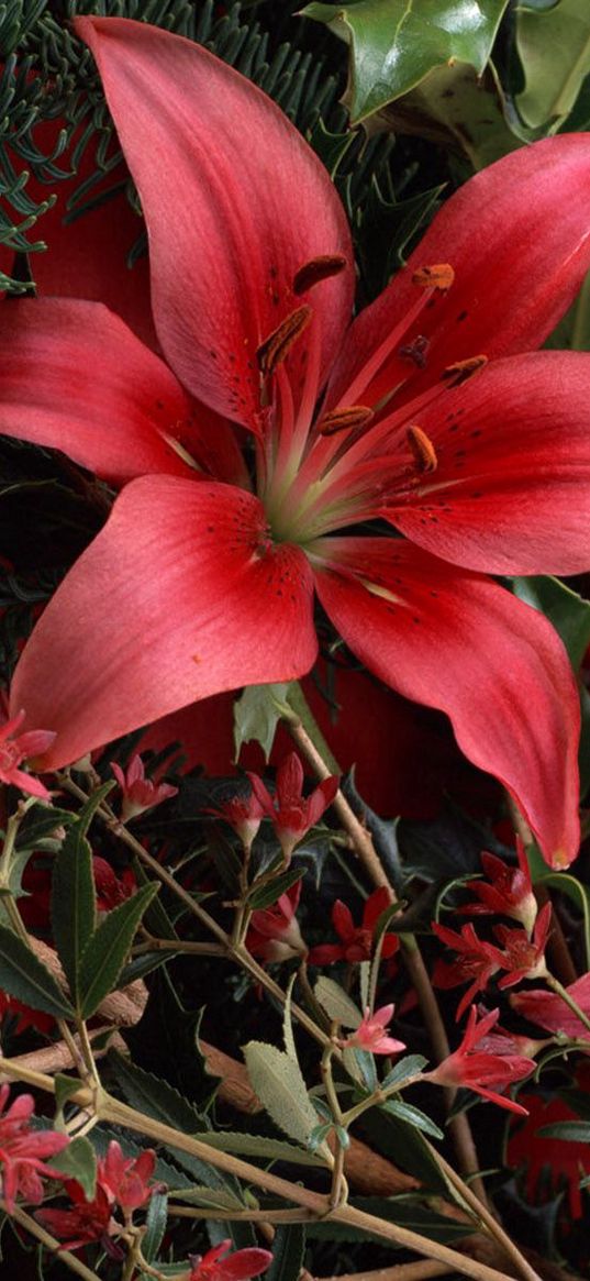 lilies, red, bouquet