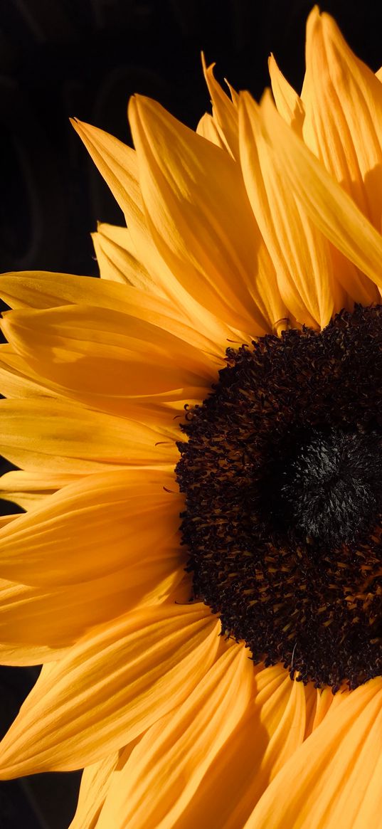 sunflower, flower, petals, yellow, plant, nature