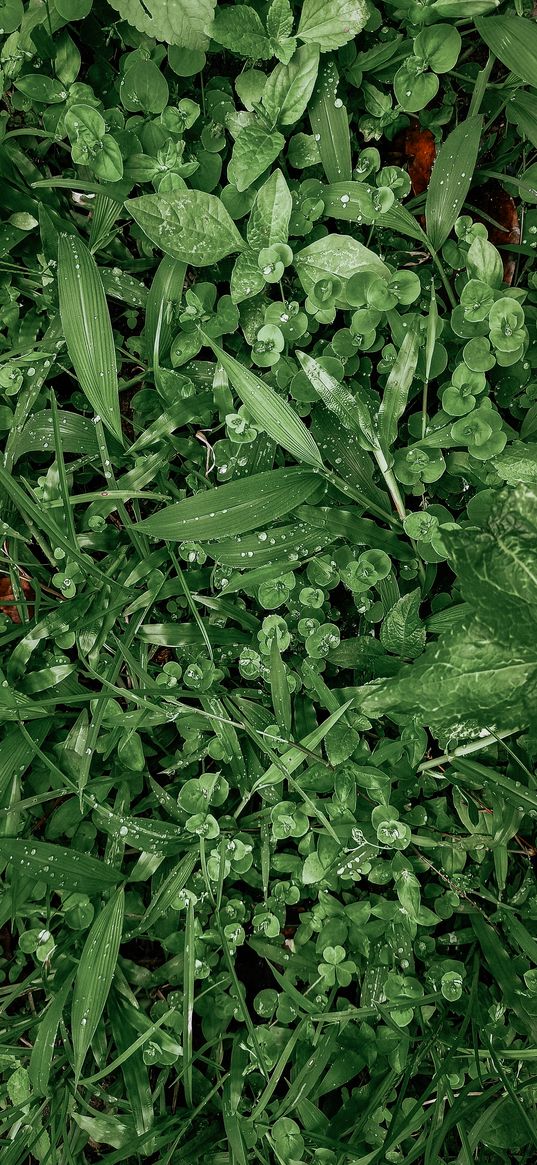 grass, leaves, drops, dew, green, plants, nature