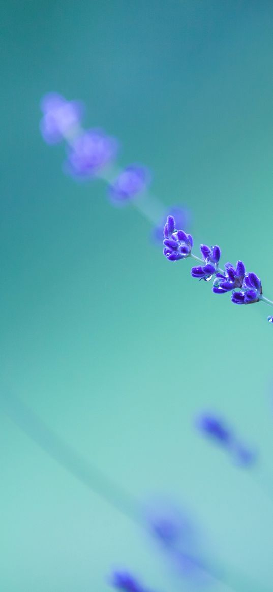 lavender, purple, turquoise background, plant, nature