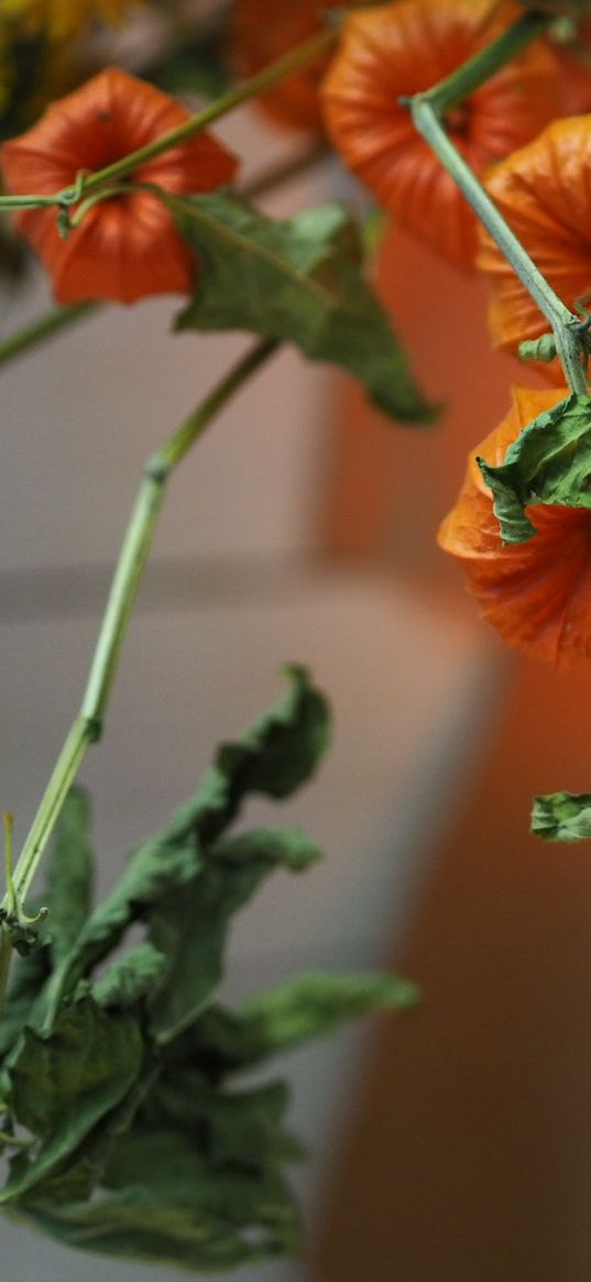 physalis, plant, branch, orange, pumpkins