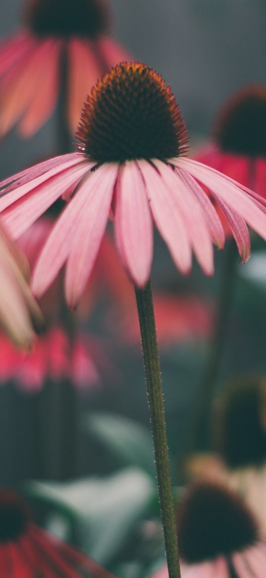 echinacea, flowers, petals, blur