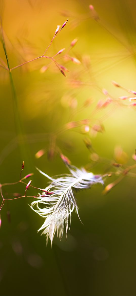 feather, branches, blur, macro