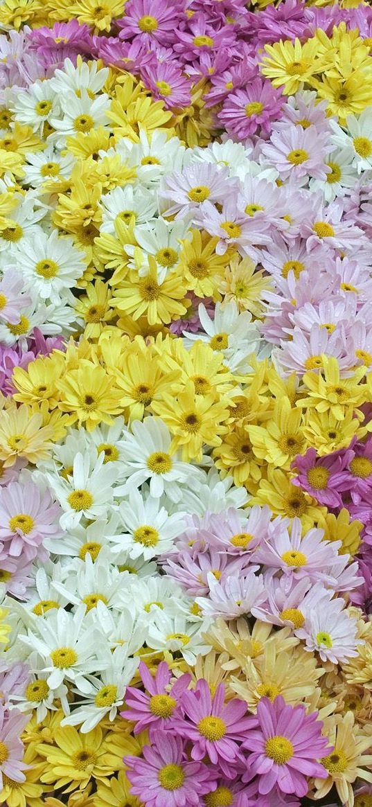 daisies, field, background, white, yellow, pink, violet