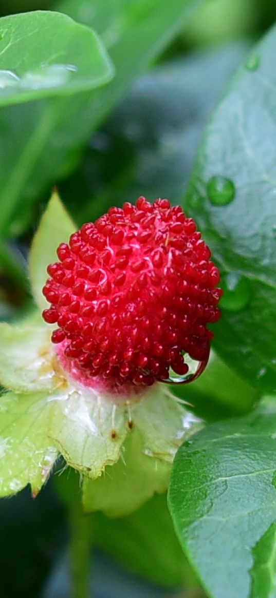 wild strawberry, berry, leaves, rain, drops, macro