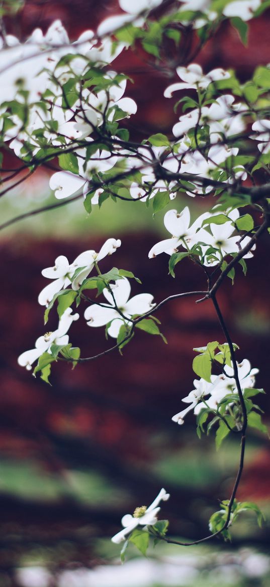 apple tree, flowers, petals, branches