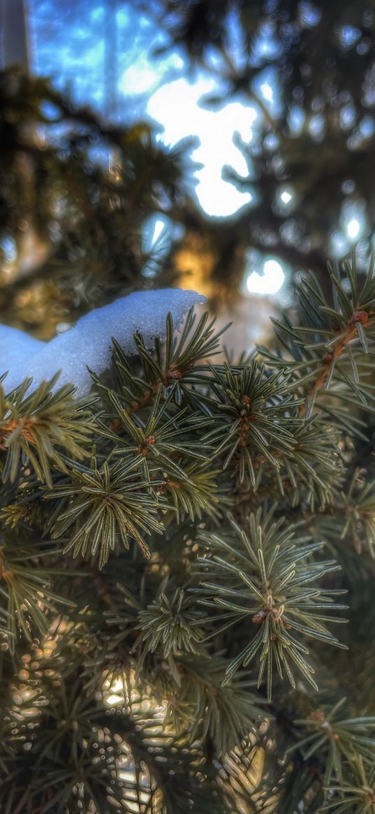 pines, snow, green