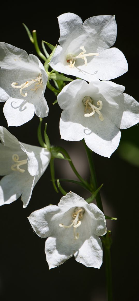 bell, flowers, petals, white