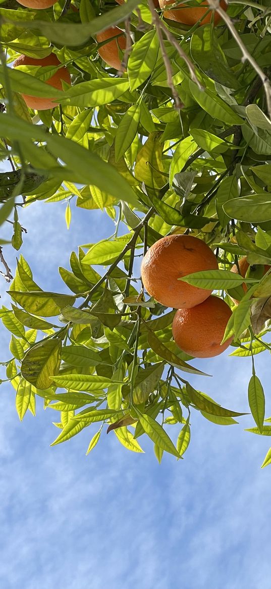 nature, orange, skyline