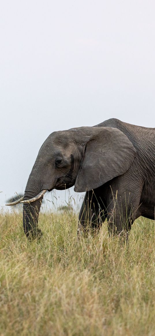 elephant, grass, wildlife, animal