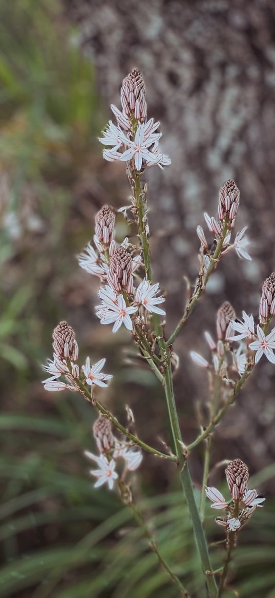 asphodel, wildflowers, plant, macro, nature