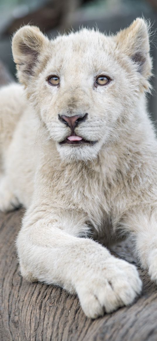 white lion, protruding tongue, paws, tree, predator