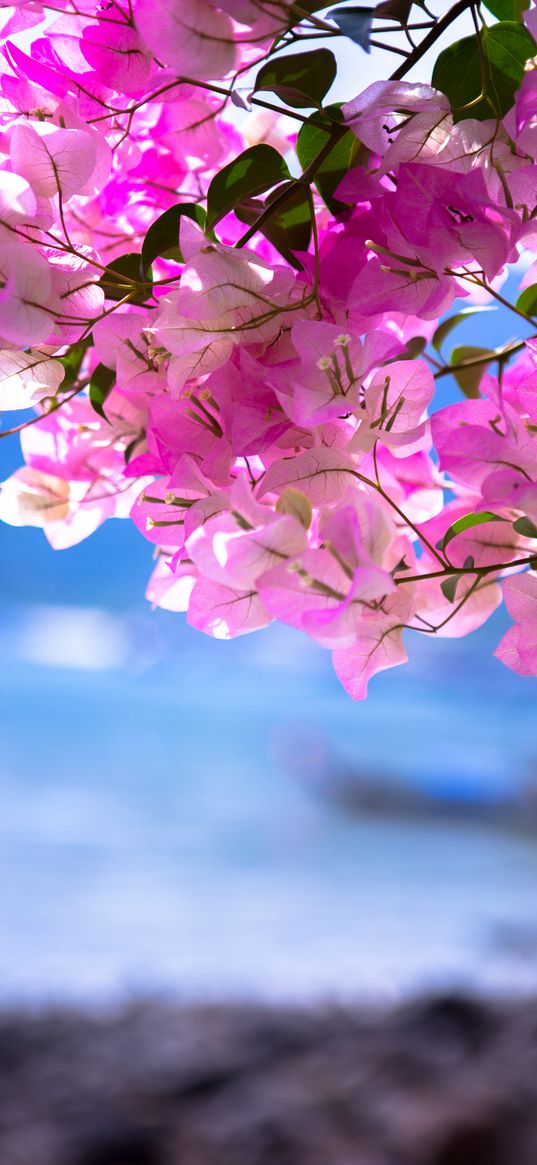 bougainvillea, flowers, branch, leaves