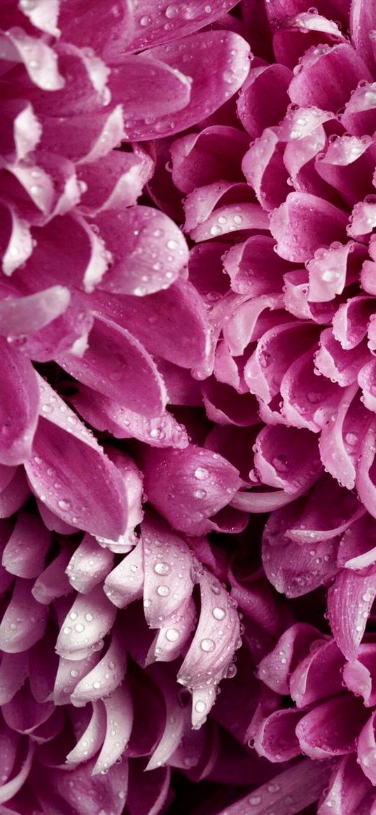 dahlias, pink, buds, drops