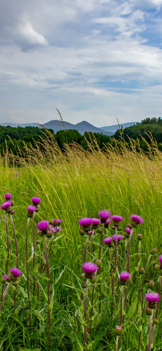 thistle, flowers, buds, grass