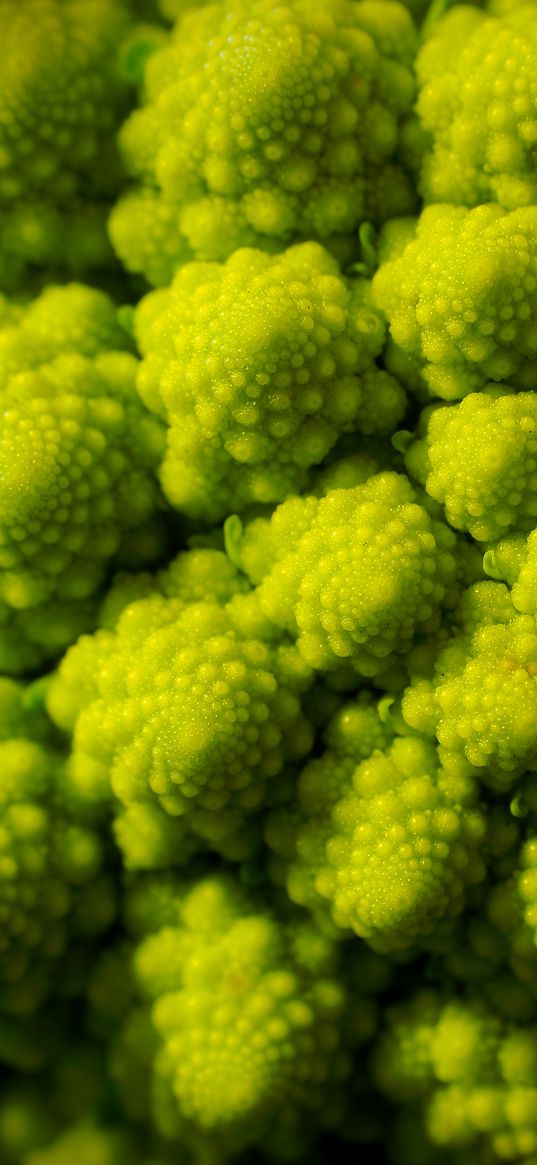 romanesco, fractal, spirals, green