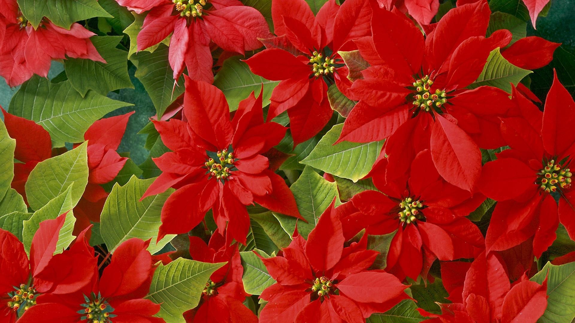 flowers, bright, red, leaves, beauty