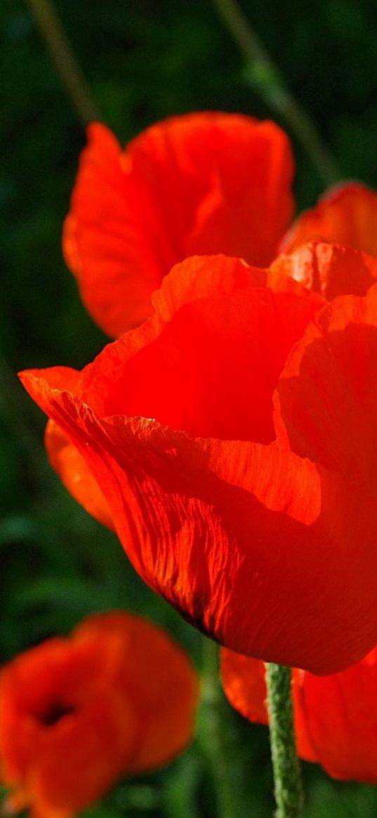 poppies, red, stems, close-up