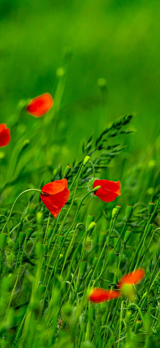 poppies, flowers, field, grass, blur