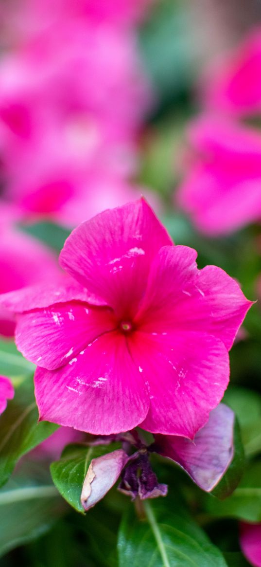 cataranthus, flower, pink, blur