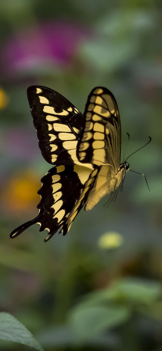 swallowtail, butterfly, blur, macro