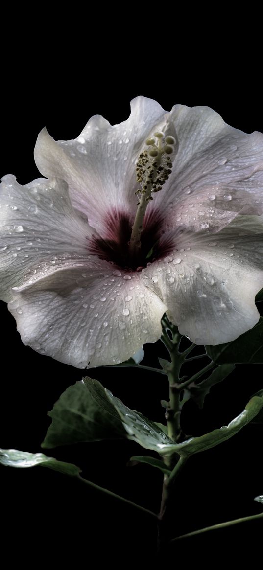 hibiscus, petals, drops, flower