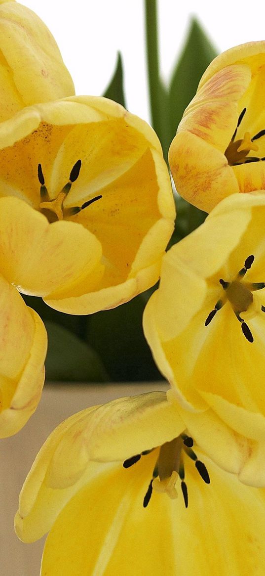 tulips, flowers, yellow, loose, bouquet, vase