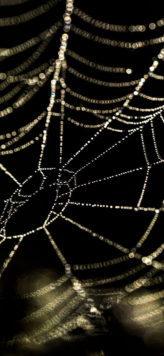 cobweb, drops, water, blur, macro