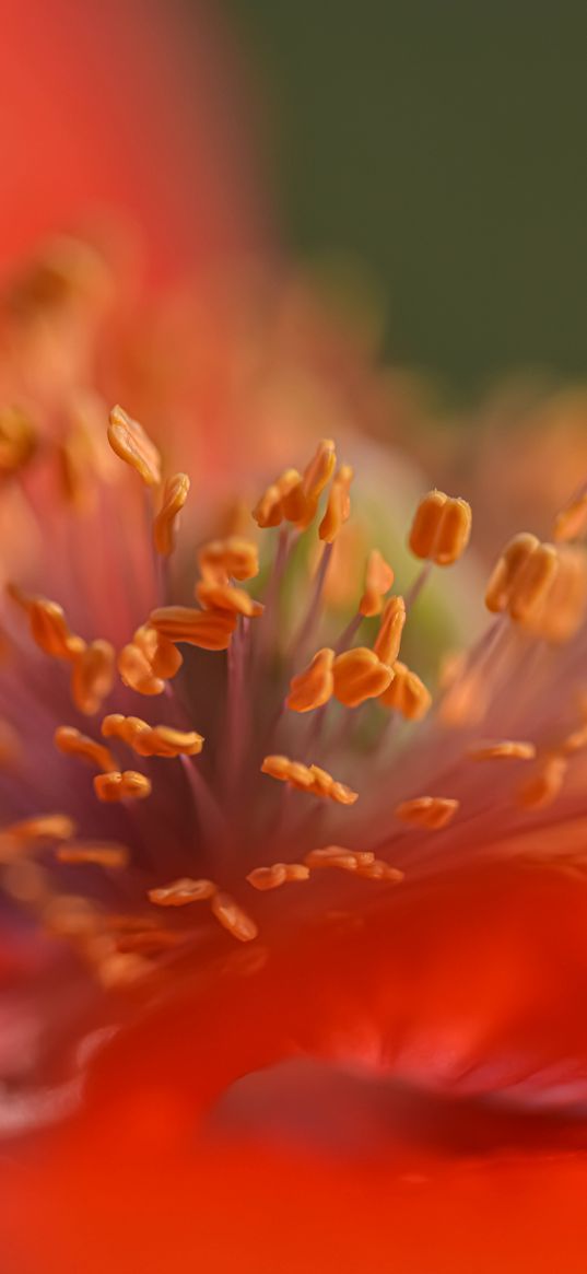 stamens, poppy, flower, macro