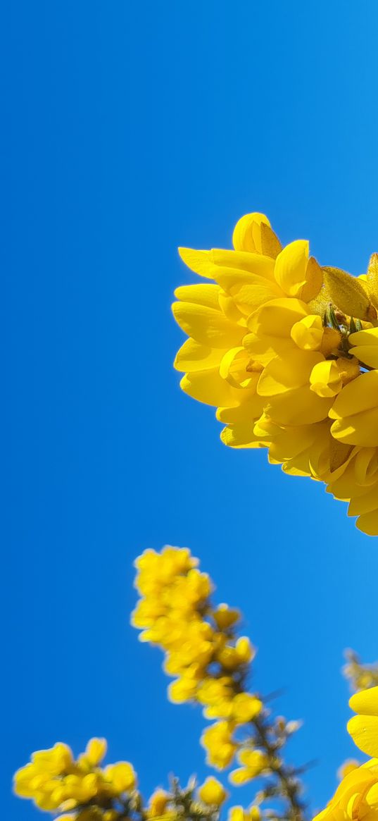 flowers, yellow, field, wind farm, blue sky, nature