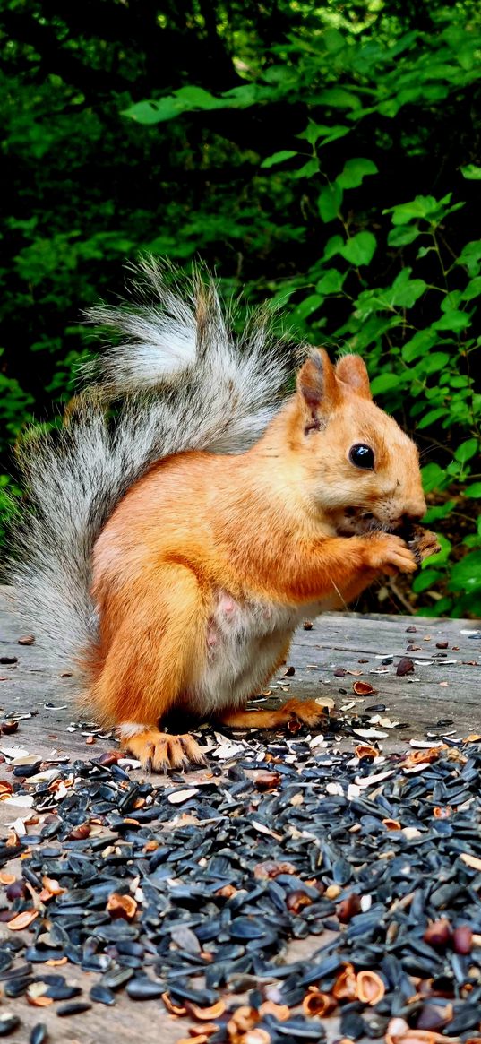 squirrel, animal, nature, forest, seeds, nuts