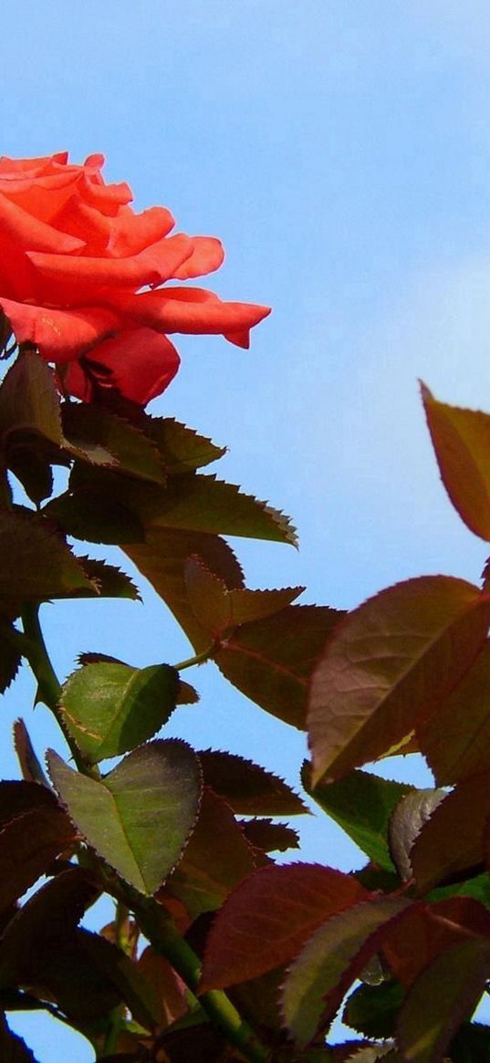 roses, flowers, bushes, sky, foliage, garden