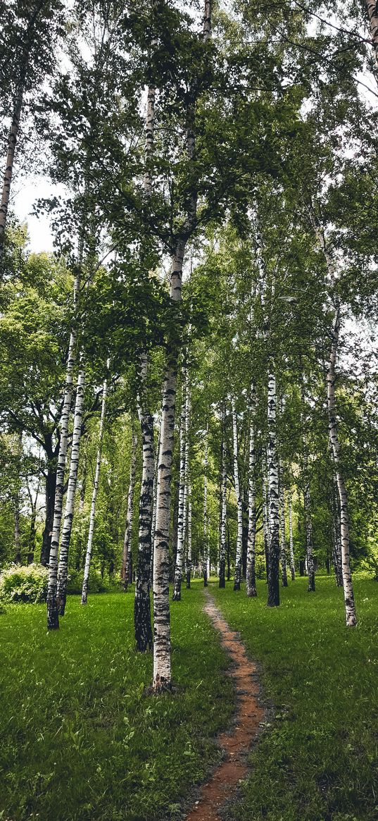 path, birches, trees, forest, summer, nature