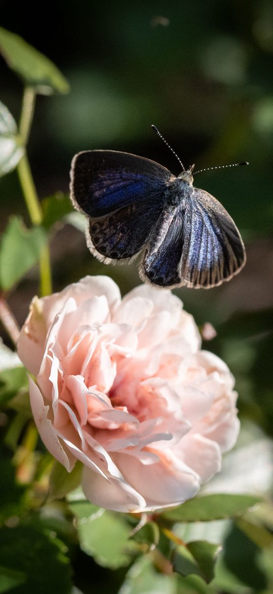 genshin, butterfly, rose, macro