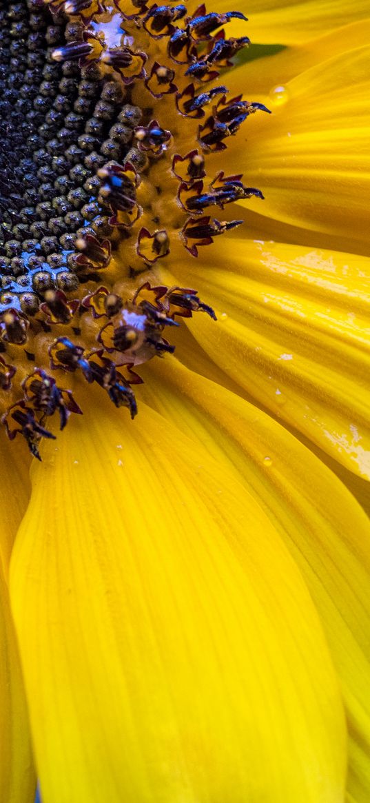 sunflower, petals, seeds, flower, macro