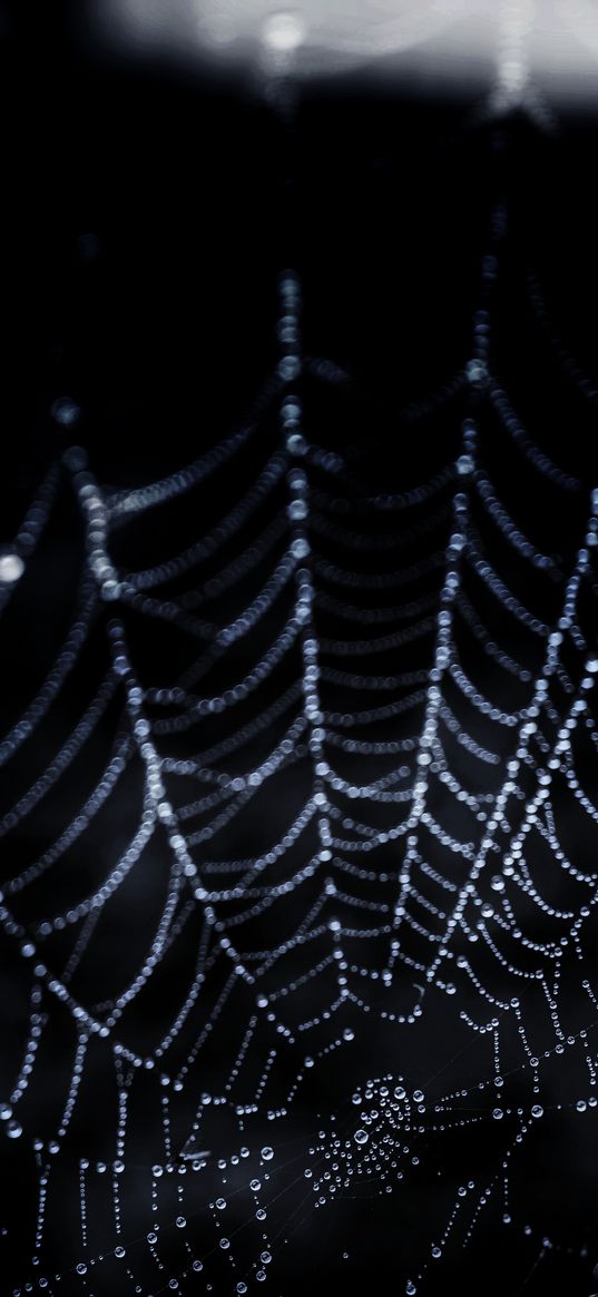 cobweb, drops, dark