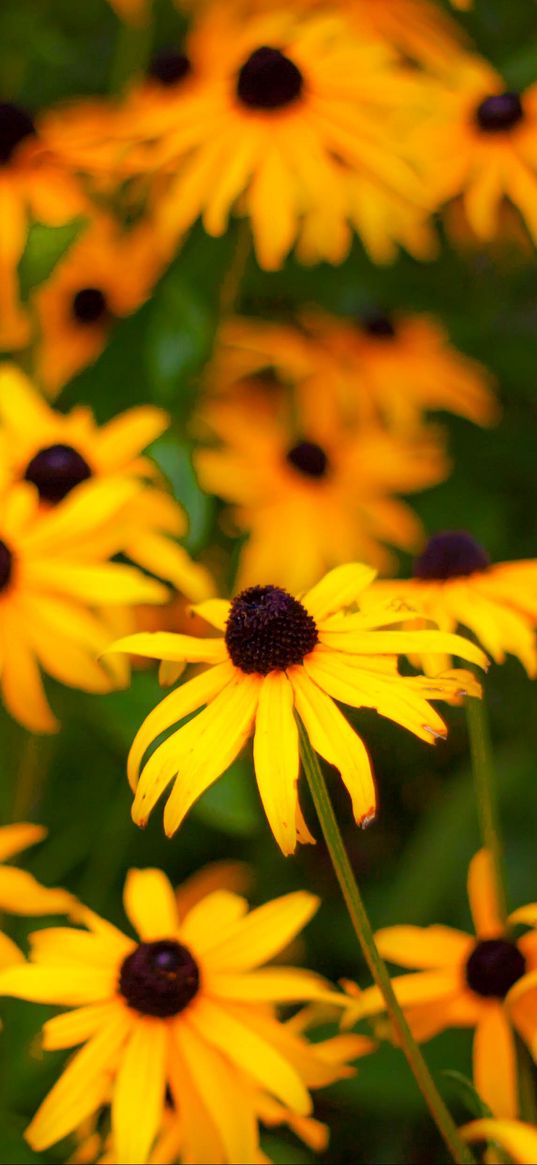 rudbeckia, flowers, petals, yellow