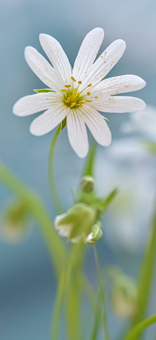 flower, petals, stamens, blur