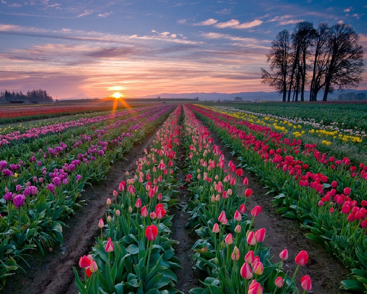 tulips, flowers, plantation, rows, trees, sky, sunset