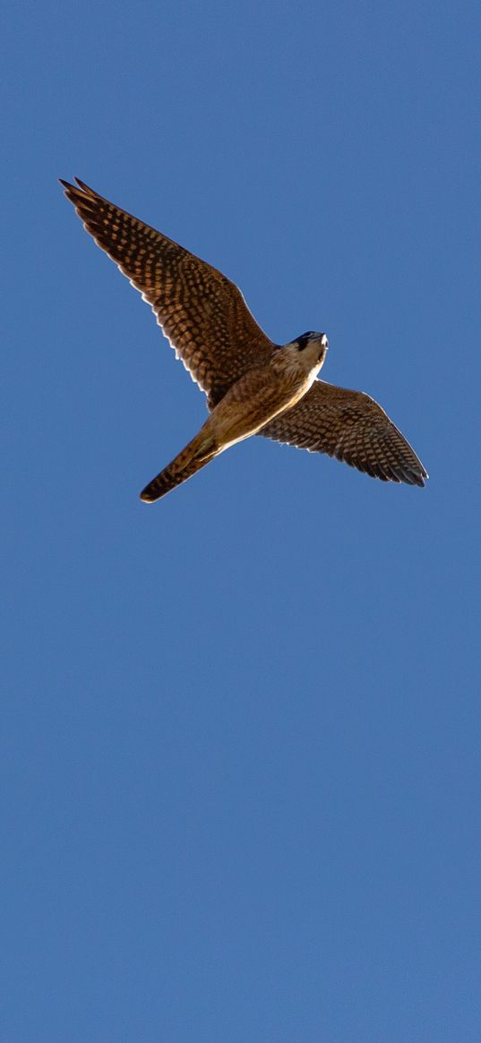 falcon, flight, sky, bird