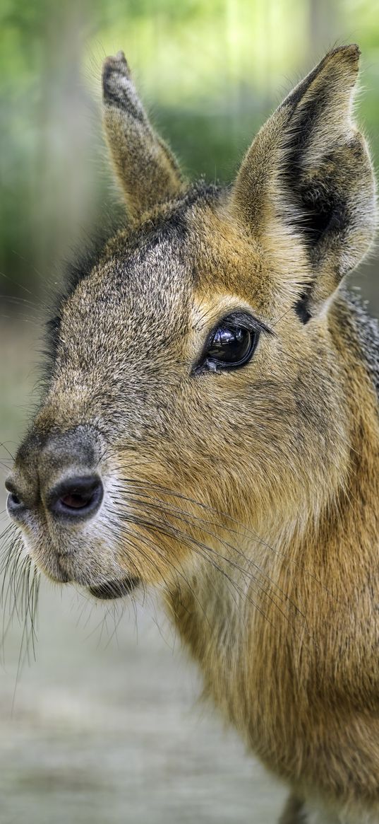 mara, wildlife, animal