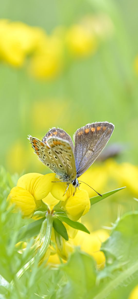 lycaenidae, butterfly, macro, flower