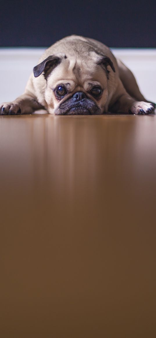 pug, pet, dog, sadness, cute