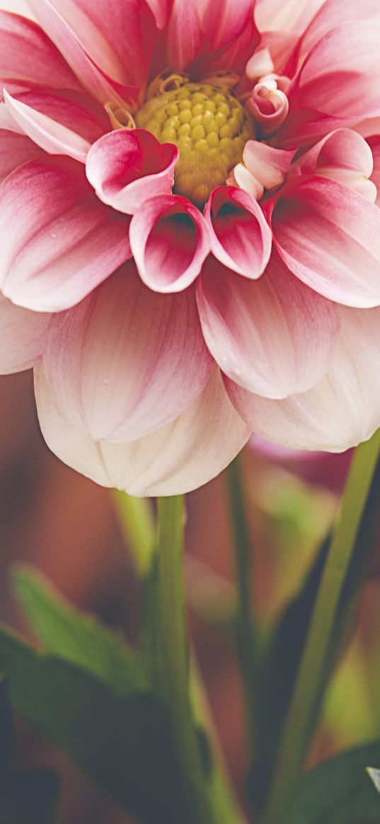 dahlia, flower, petals, macro, pink