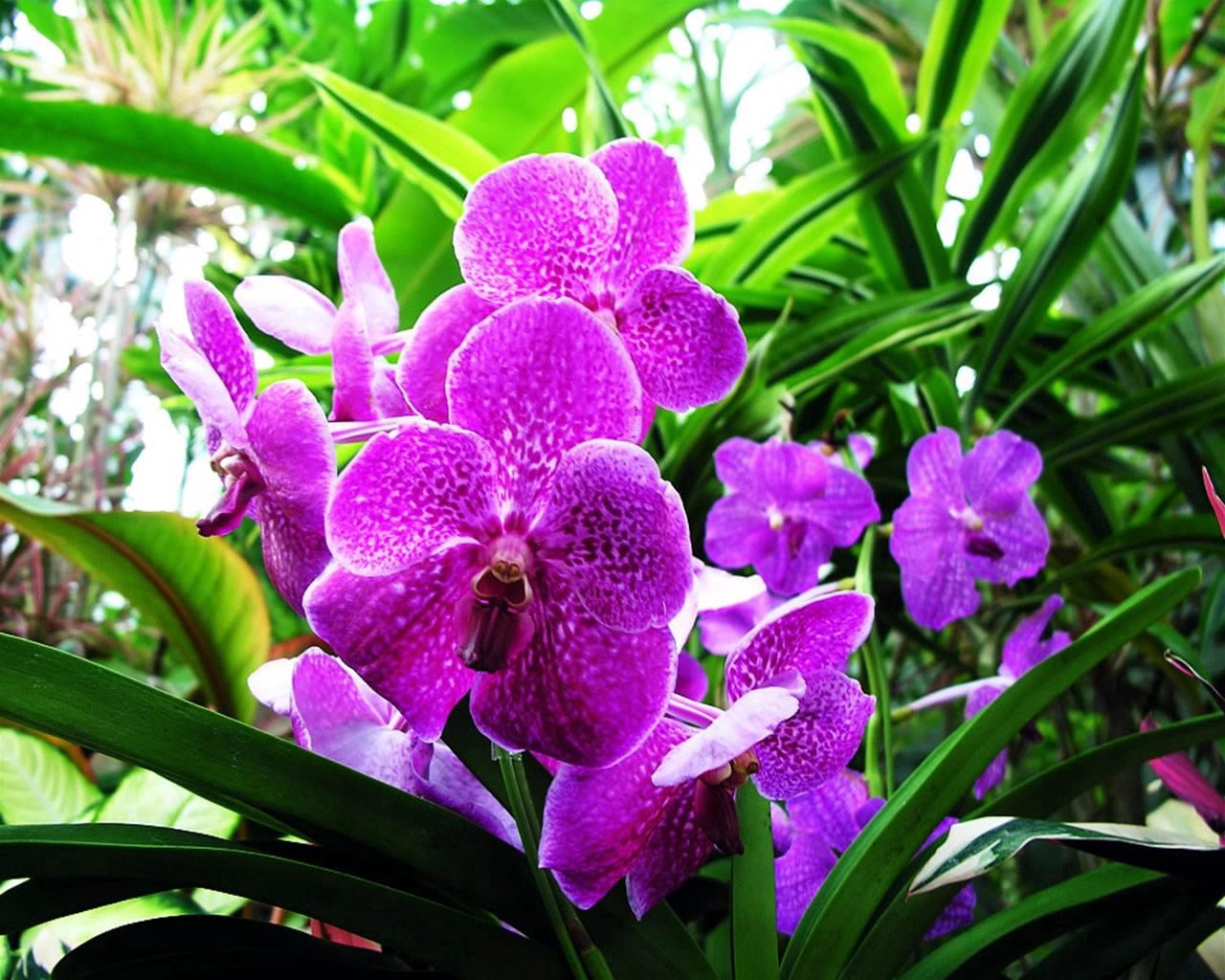 orchid, flower, purple, herbs, close-up