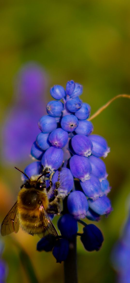 bee, hyacinth, flower, macro