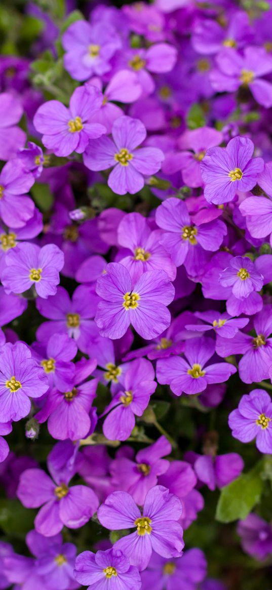 aubrieta, flowers, petals