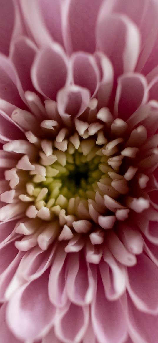 flower, chrysanthemum, petals, pink, macro