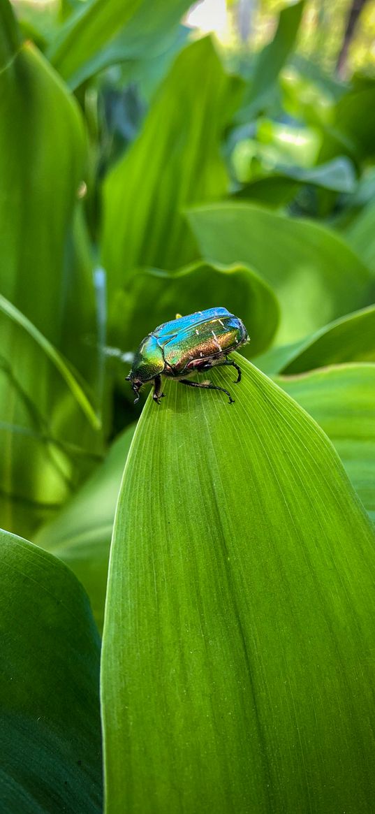 may beetle, insect, leaves, plant, green, nature