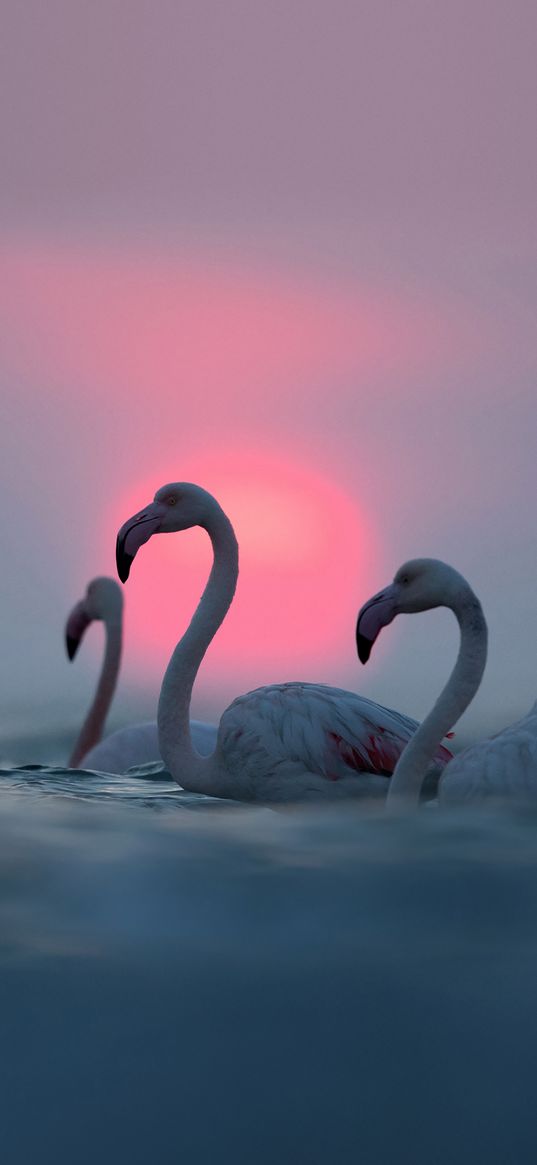 sunset, flamingos, birds, animals